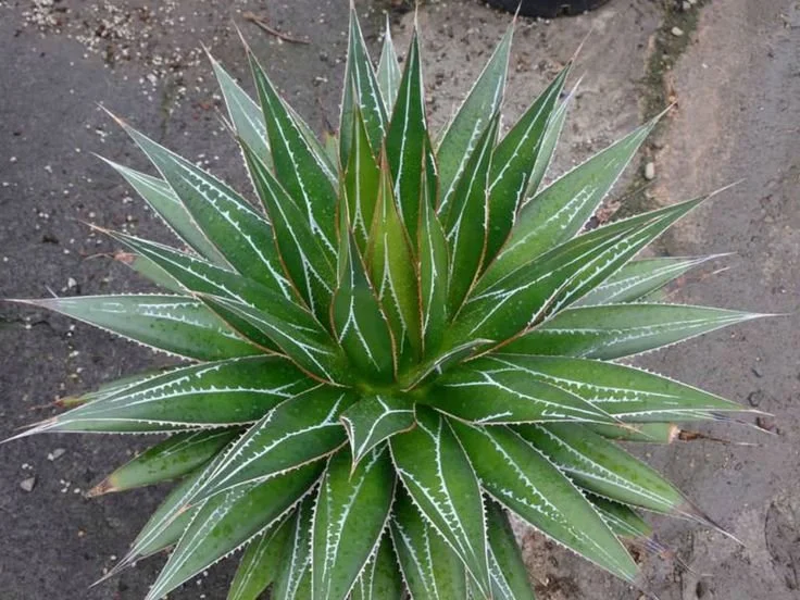 Agave Impressa