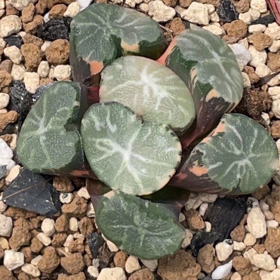 Rare Varigated Haworthia