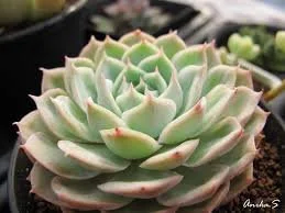 Echeveria Onslow