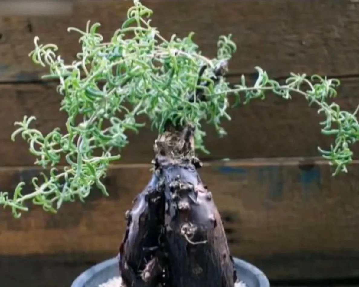 Mestoklema tuberosum, Donkey fig
