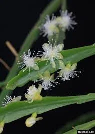 Rhipsalis Goebeliana