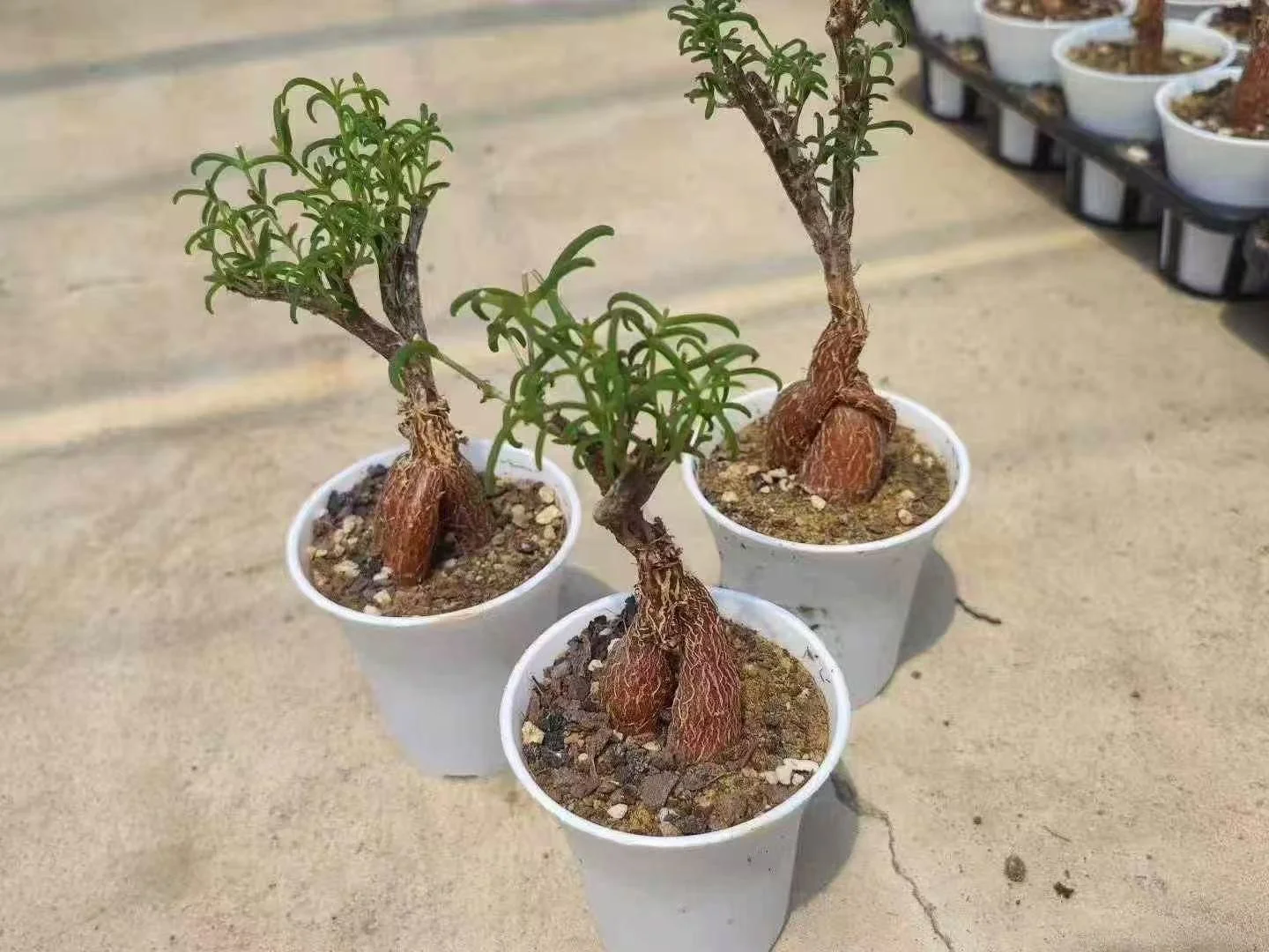 Mestoklema tuberosum, Donkey fig