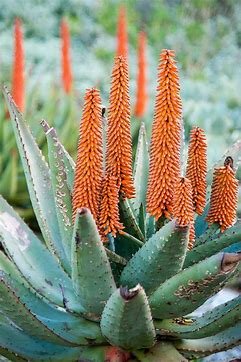 Aloe Barberae aka. "Tree Aloe"