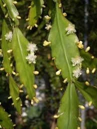 Rhipsalis Goebeliana
