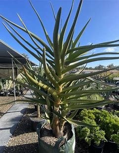 Aloe Barberae aka. "Tree Aloe"
