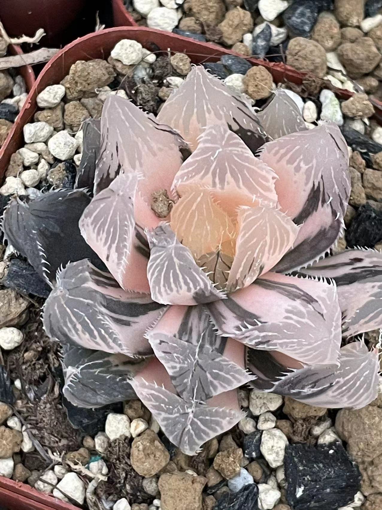 Rare Varigated Haworthia