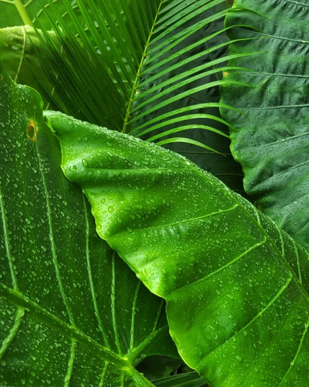 Colors, textures, shapes. 

Inspiration is everywhere. Agree? 

#nature #leaves #jungles #tulum #mexico #photography #naturephotography #textures #forms #green