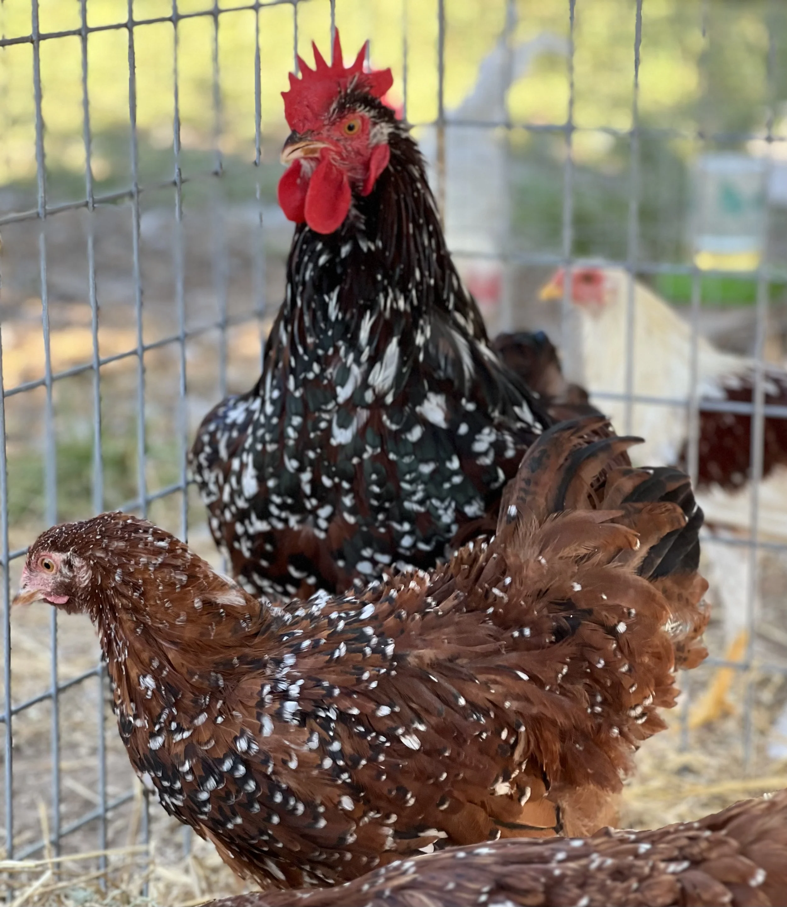 Jubilee Orpington — Harrison Chicken Ranch
