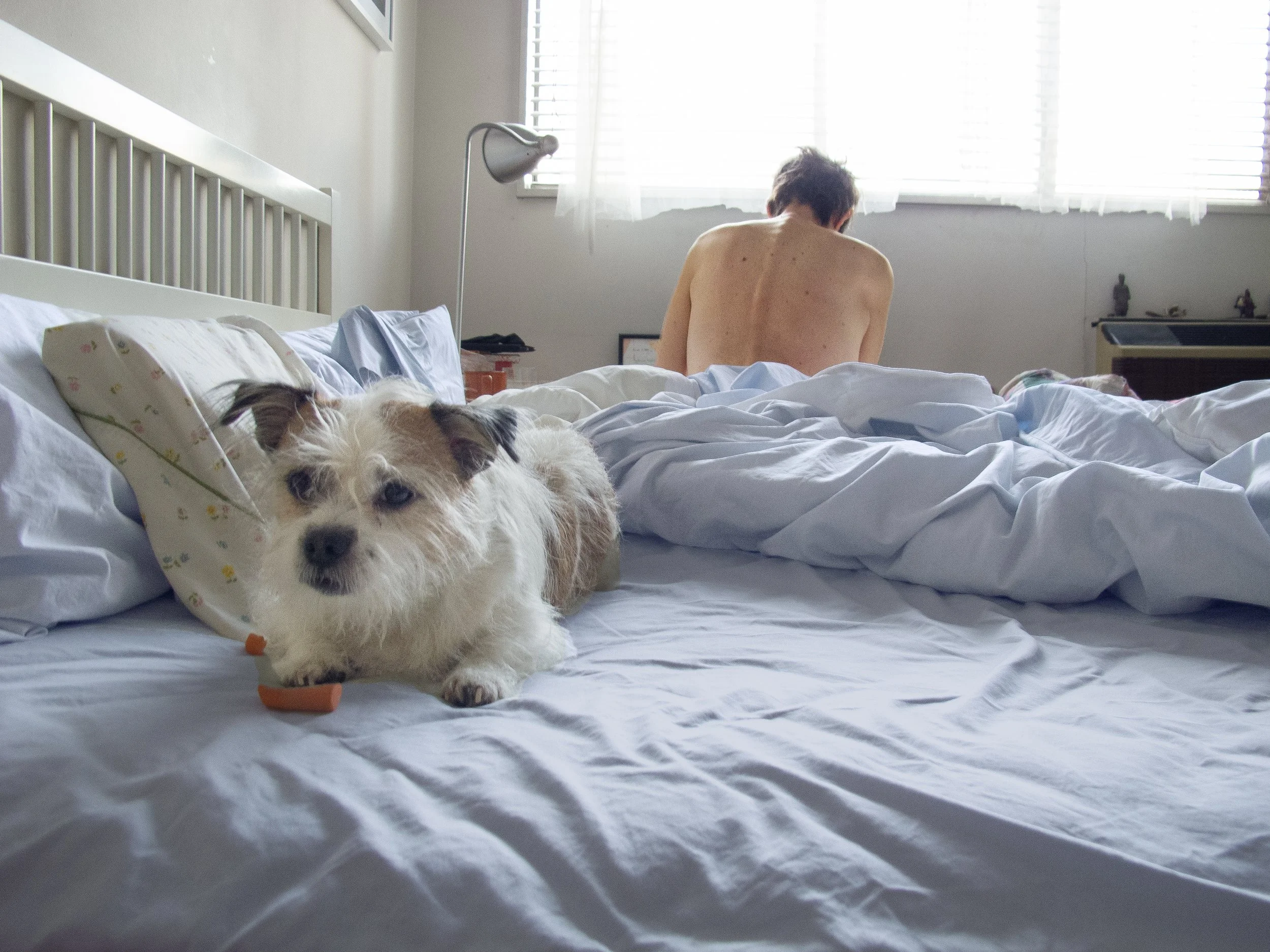Carol Saft, Iggy with Carrot, 2011, chromogenic print, 8 × 11.5 in, edition 1/5