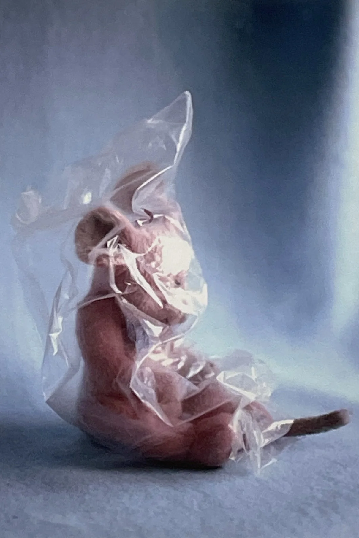 Meredith Allen, Forever (Blu Mause), 2006, digital archival dry pigment print, 11 ½ × 17 ¼ in, edition 1/6