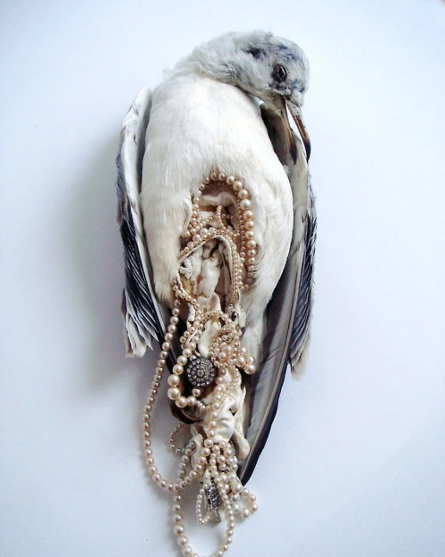 A dead bird, possibly a seagull, with its body covered in pearls and jewelry, hanging against a plain white wall.
