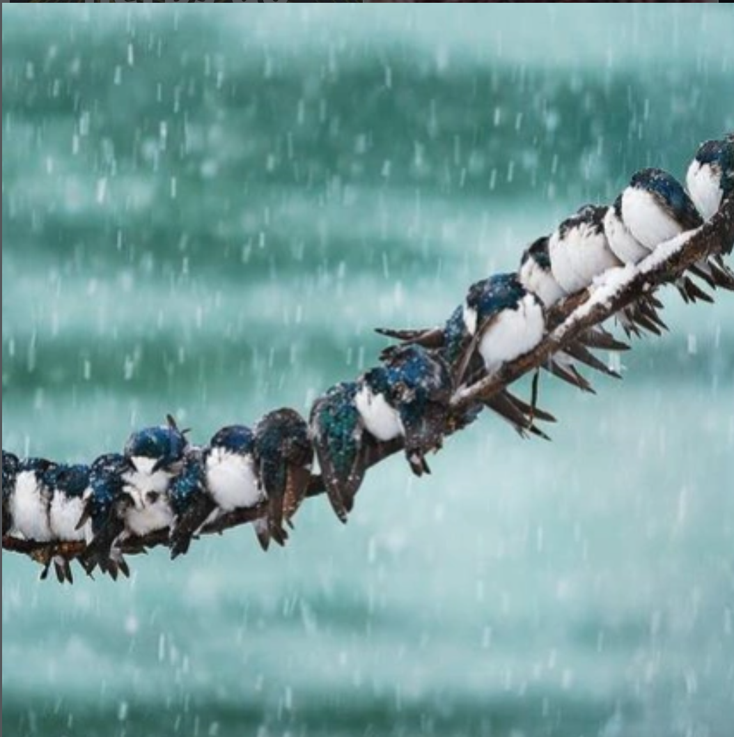 Fourteen kingfishers are sitting on a branch in the rain, with a blurred green background.