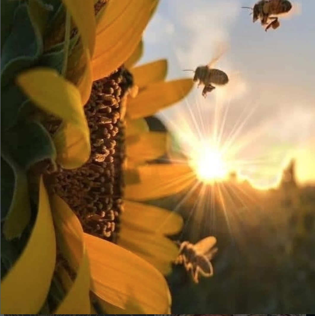 Close-up of sunflower petals and seeds with bees flying around, during sunset.