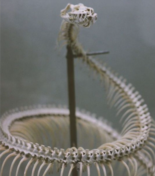 A close-up of a snake skeleton mounted upright with a pin through its skull, displaying its ribcage and spine.
