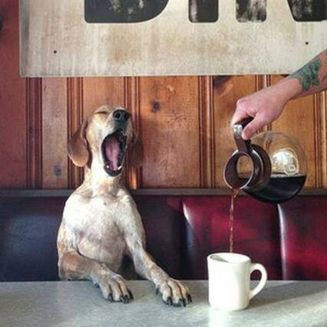 A dog is sitting at a table with its head tilted back and mouth wide open as coffee is being poured into a white mug in front of it, with a wooden wall in the background.