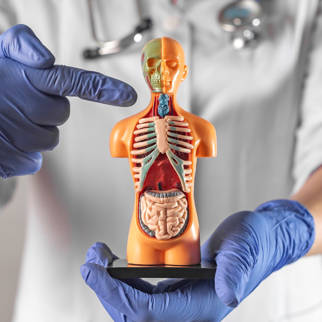 The Benefits of Skeletal Muscle on the Endocrine System
