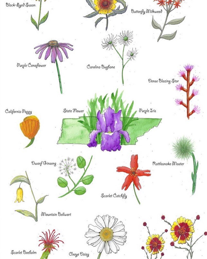These are Tennessee wildflowers 🌼🌾 I&rsquo;ve been researching native plants because native plant habitat is vital to preserving biodiversity, which supports the local ecosystem of birds, insects, etc. 

I only recently began my &ldquo;garden&rdquo