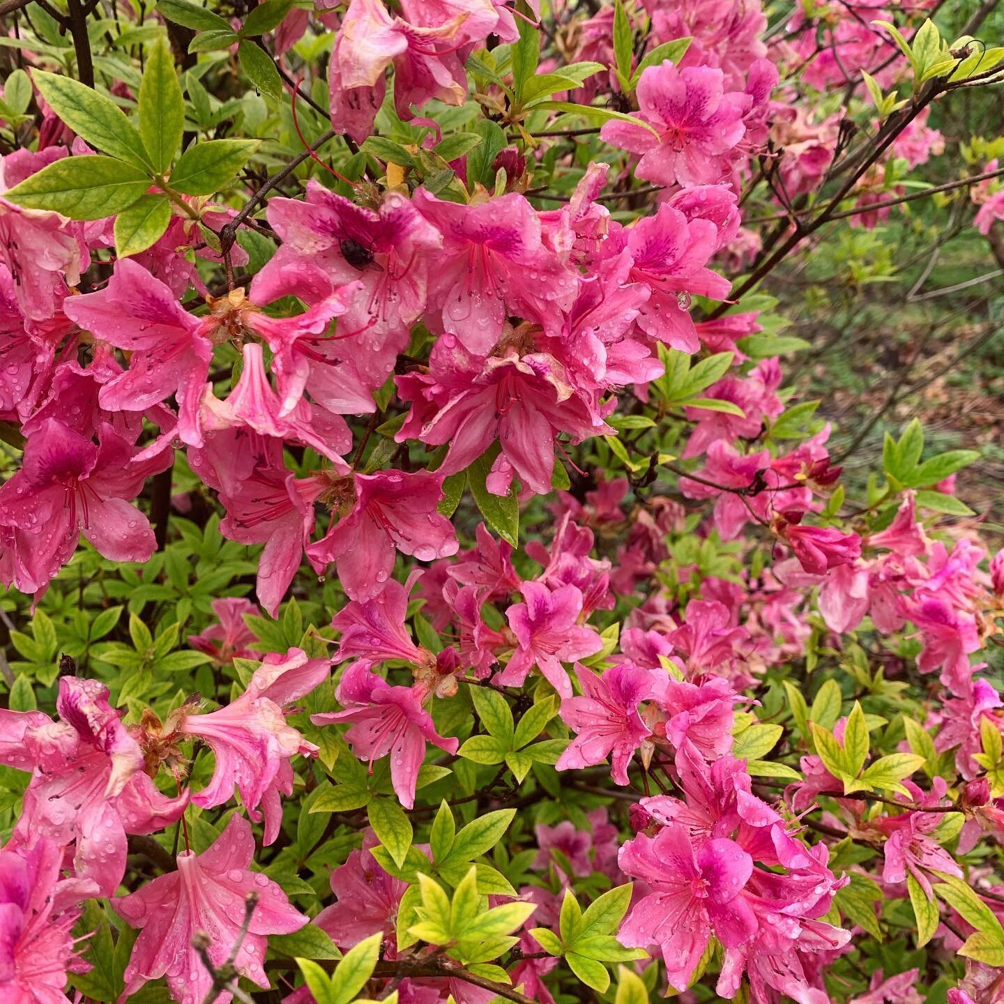 We gathered @earthdaynash on Saturday despite the rain. The flowers 🌺 were popping. The people attending were inspiring and knowledgeable about local environmental opportunities and challenges. And we scored new trees 🌳 to plant in our yards.

Over