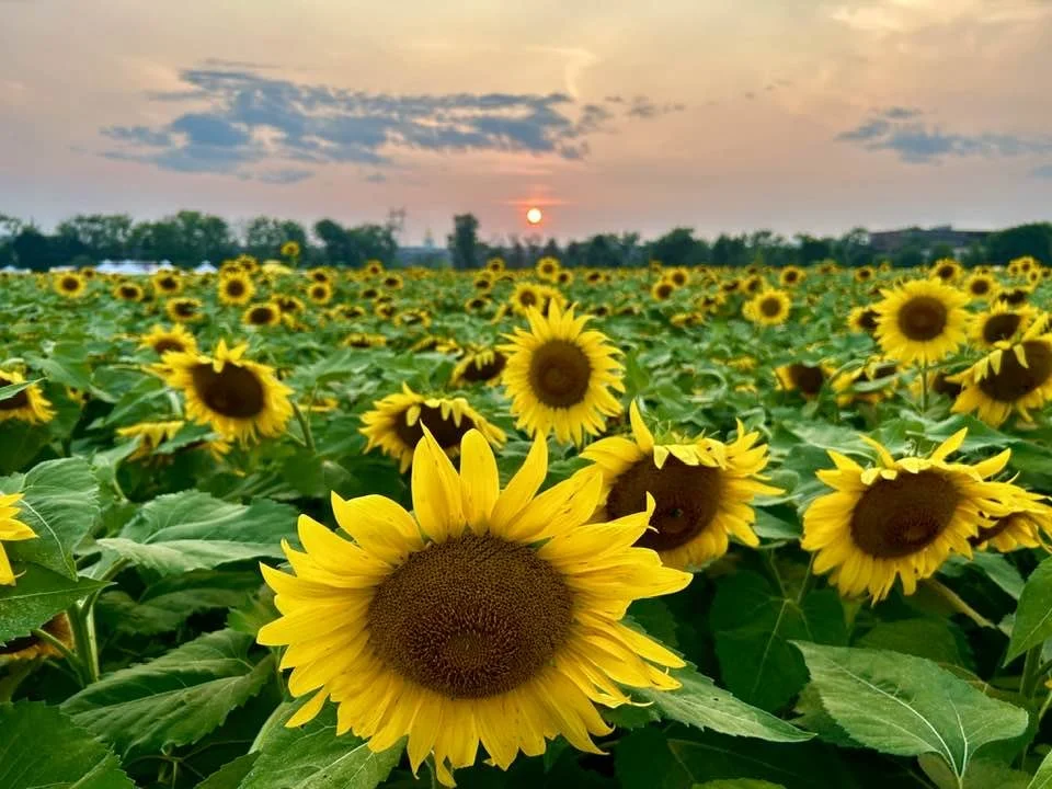 LONGING TO BLOOM