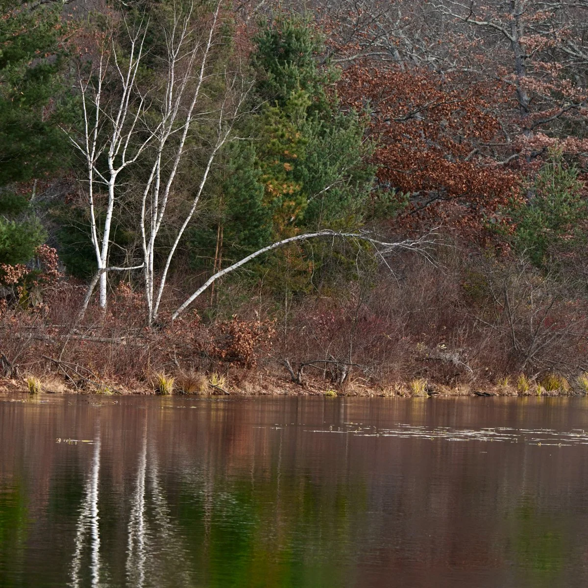 20251128_longlake__A125784 1 1.jpg