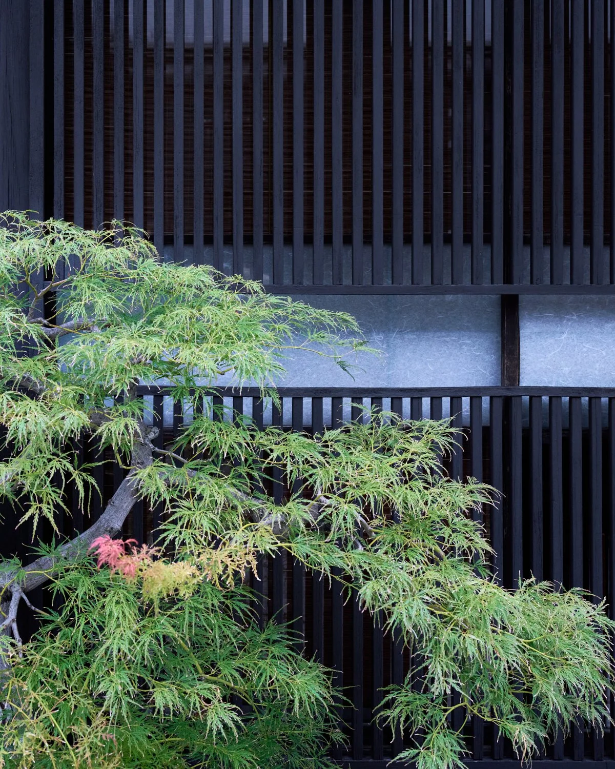 20251012_gion_A125479 2