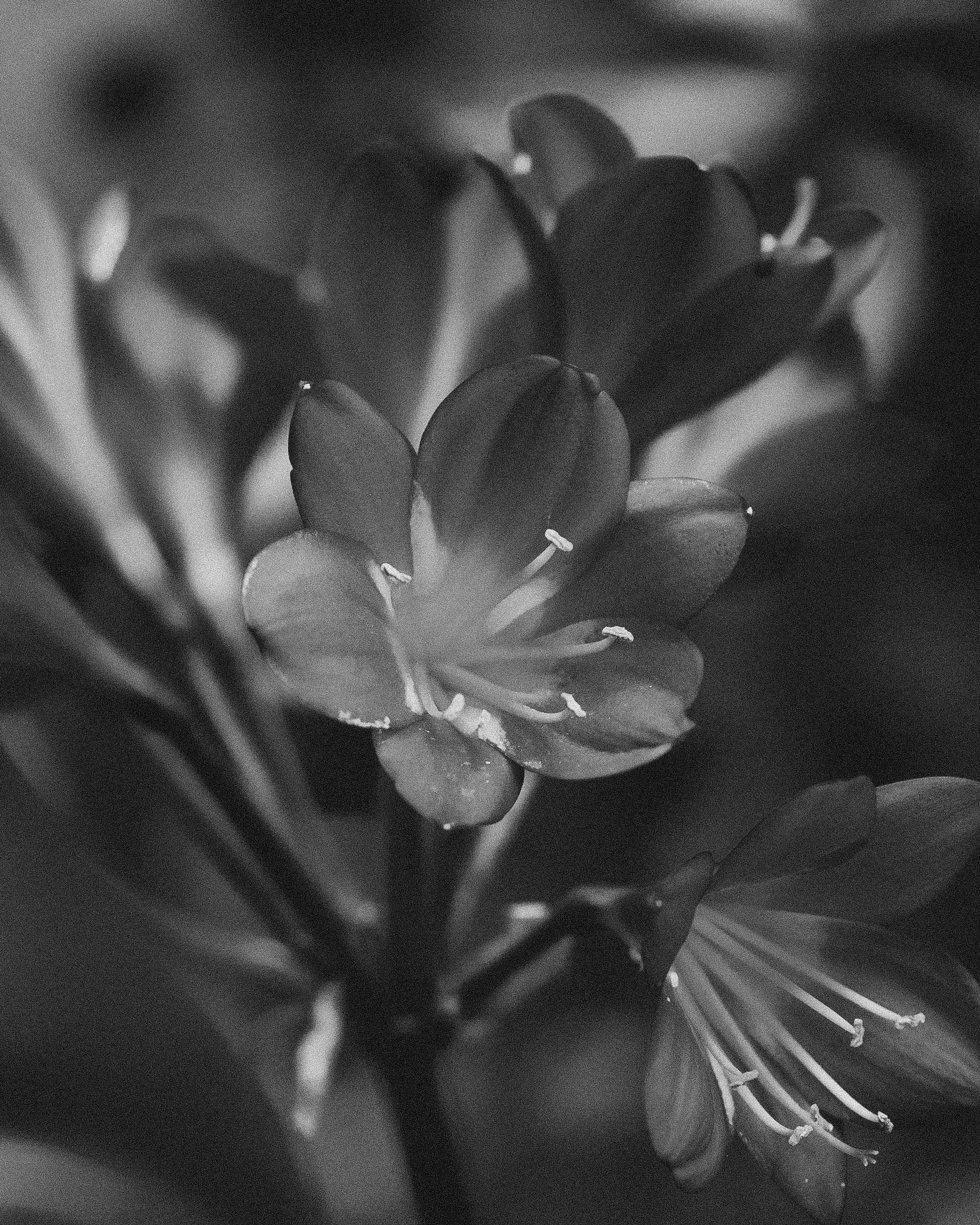 DSC00594.jpg