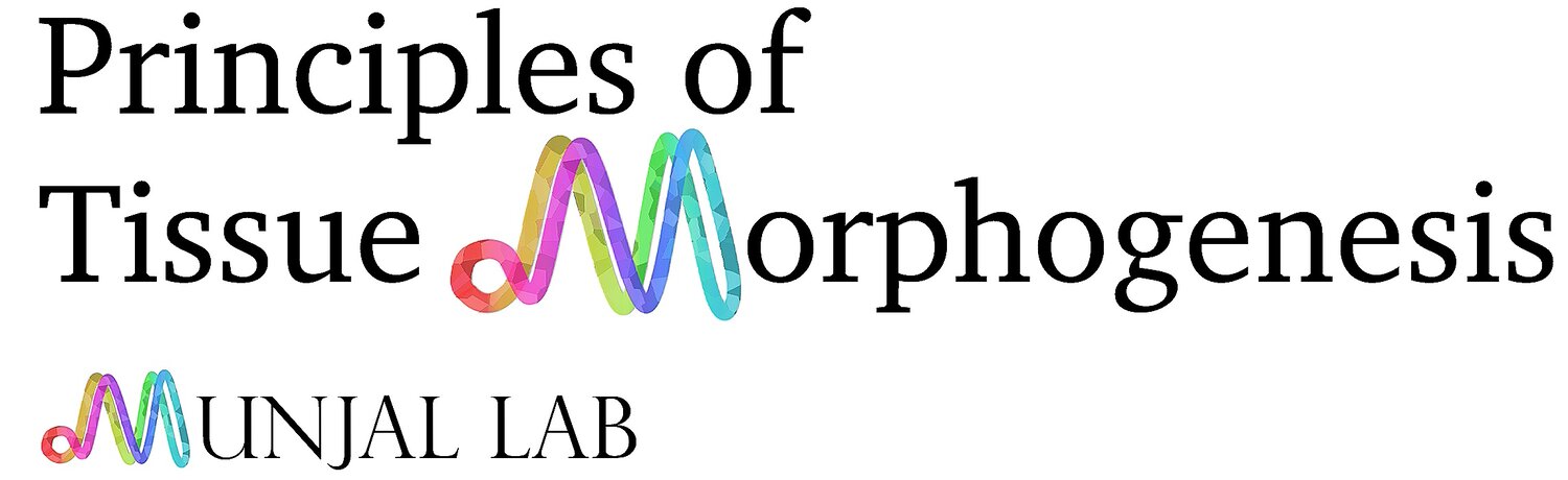 Principles of Tissue Morphogenesis  (Munjal Lab)