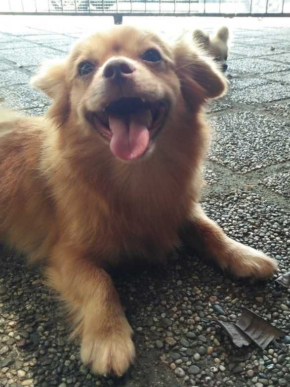 Moli