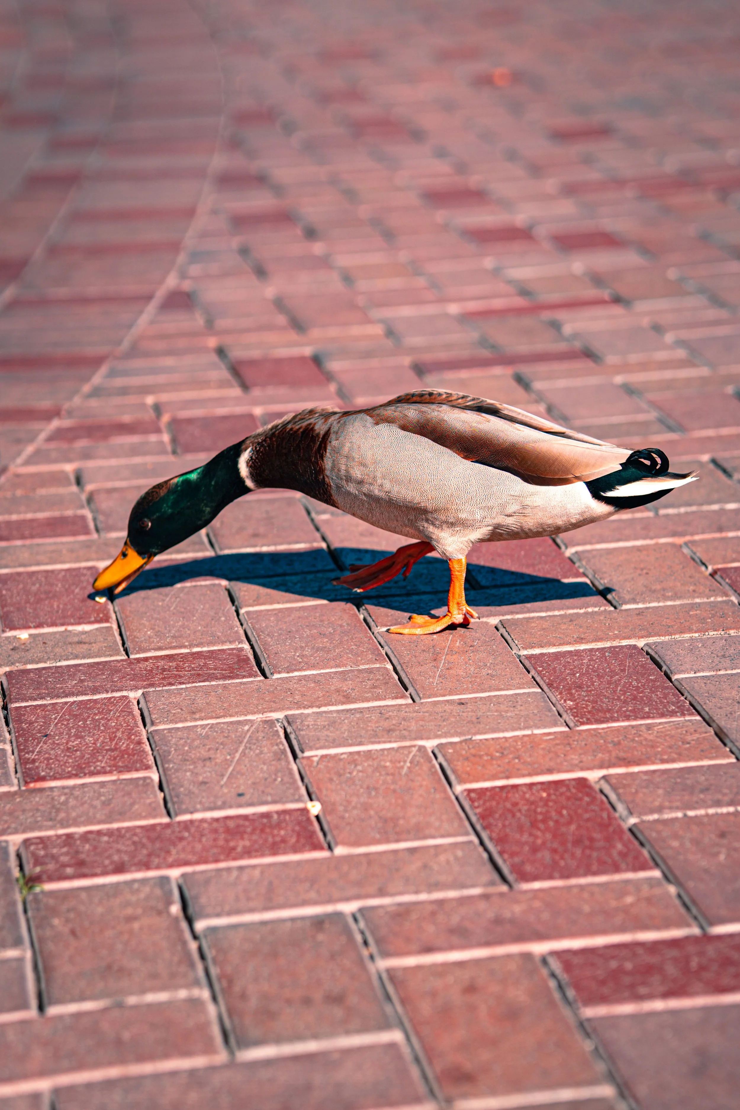 Disneyland 10:21_00240.JPG