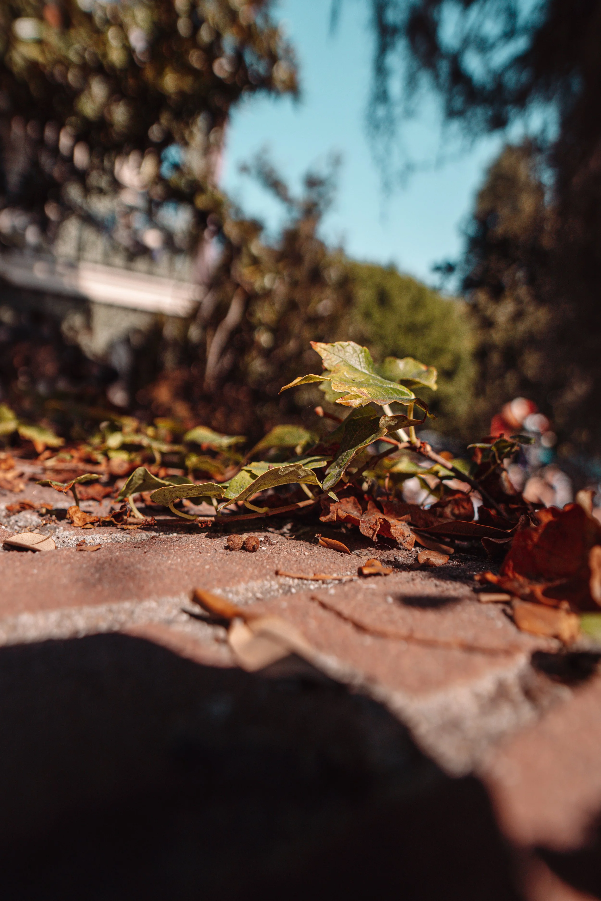 Disneyland 10:21_09920.JPG