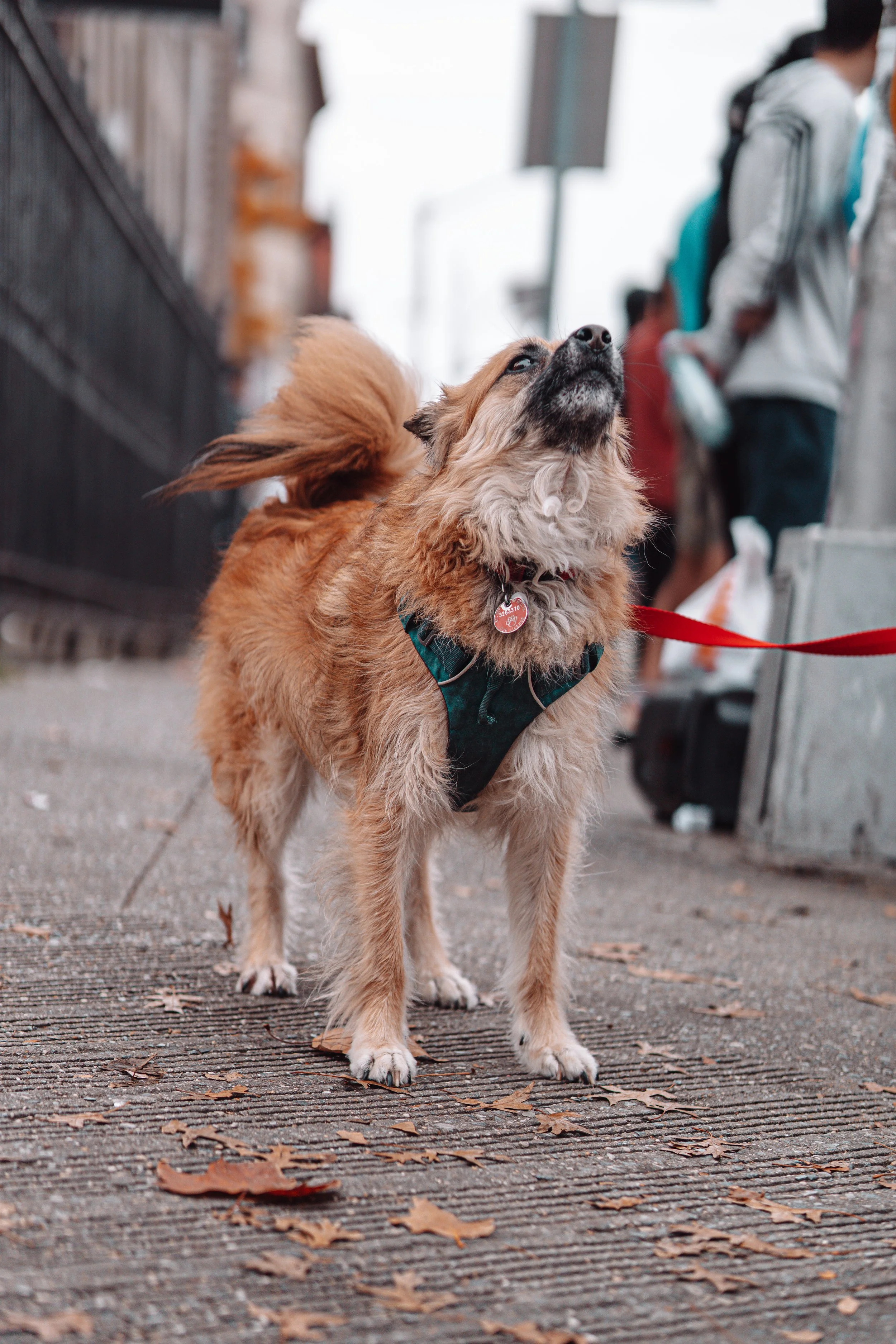 NYC Marathon 2022_02094.JPG