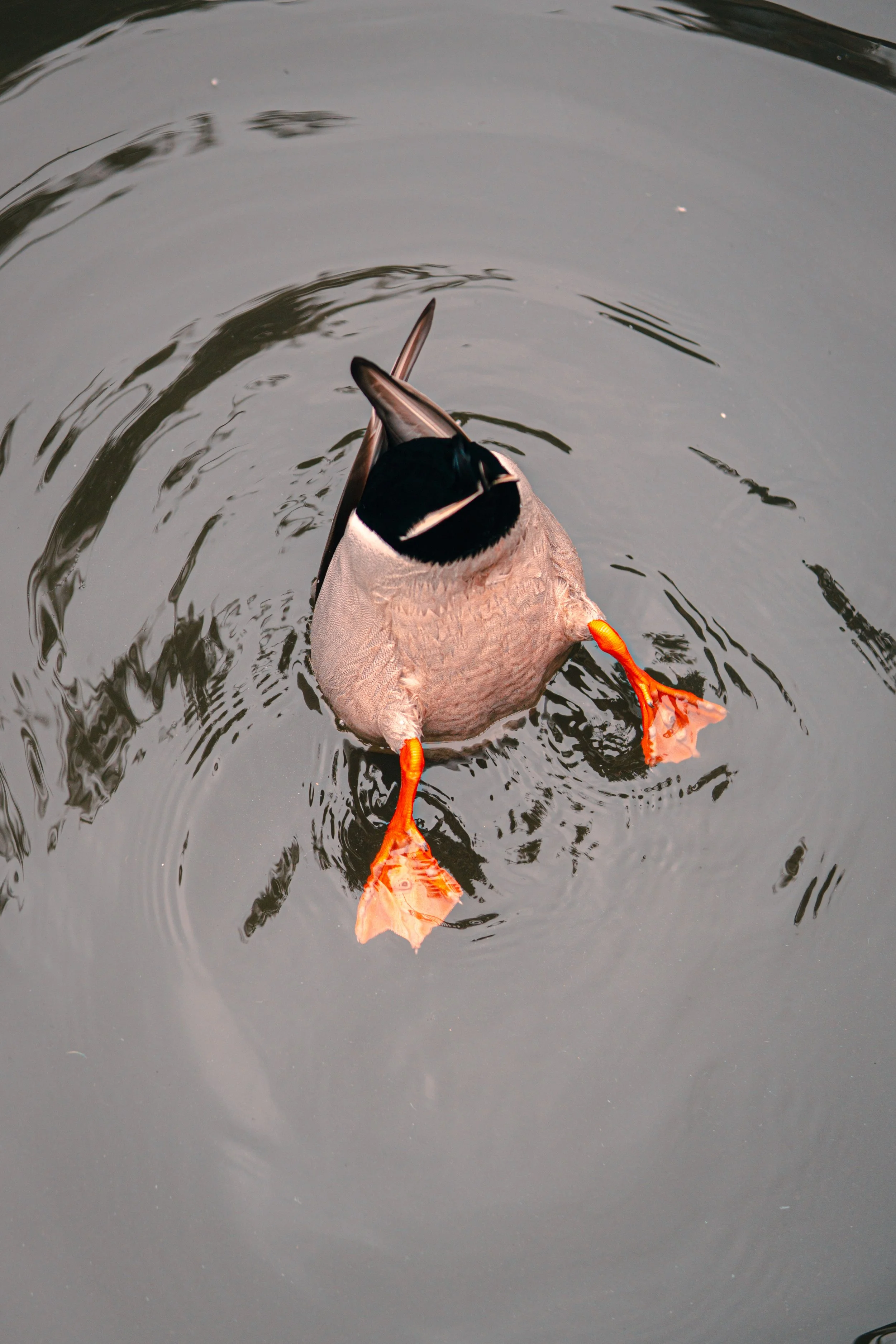 Disneyland 10:15_05043.JPG