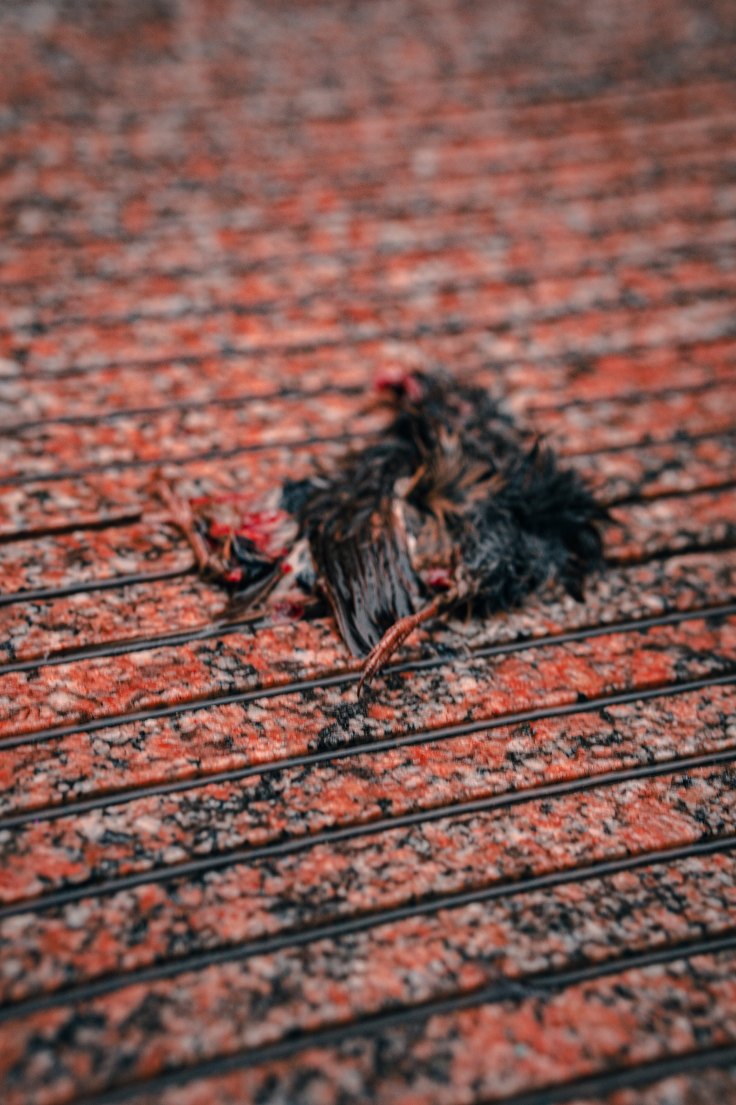 365 Day Challenge_02780 2.JPG