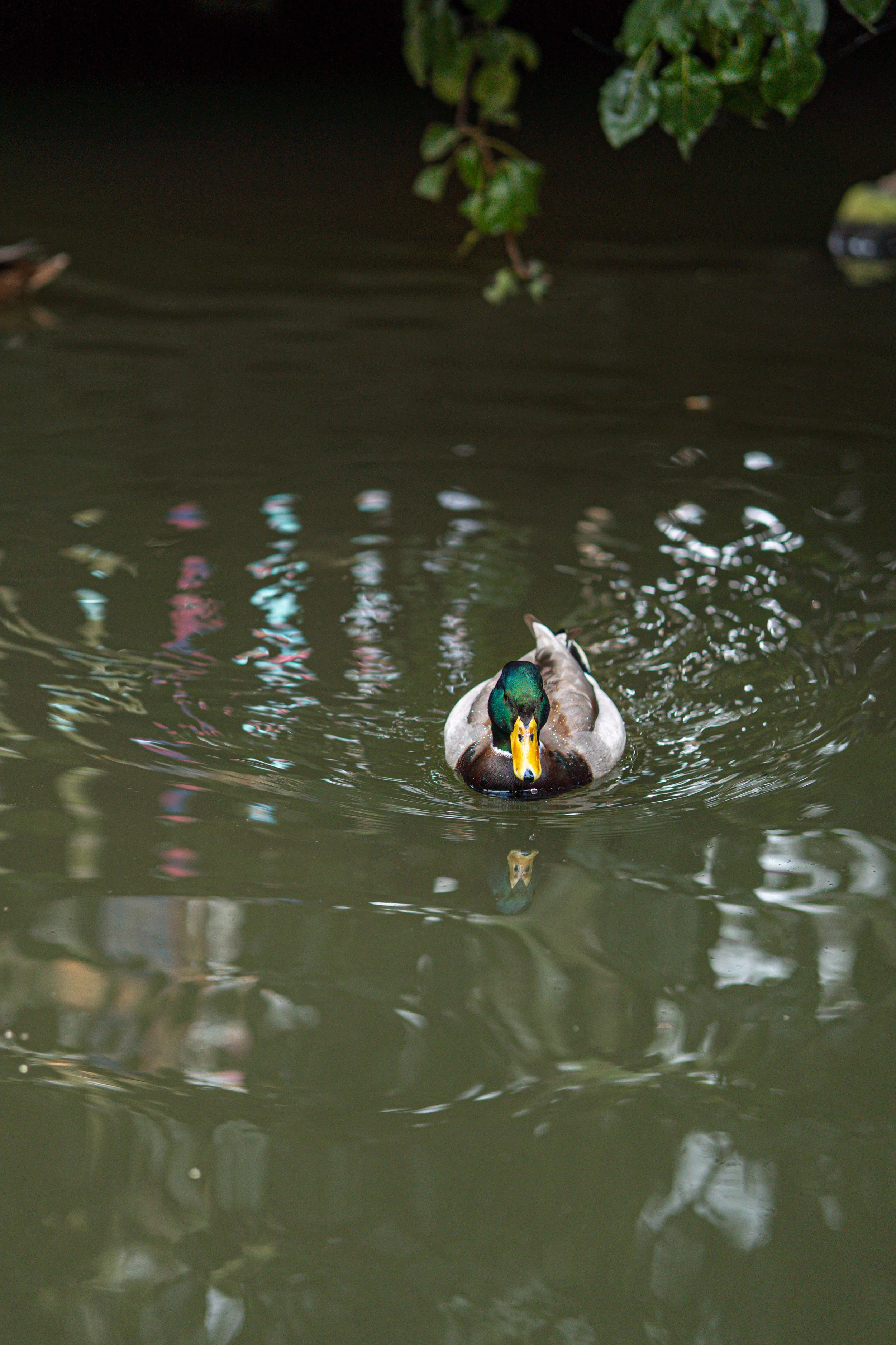 Disneyland 10:15_05050.JPG