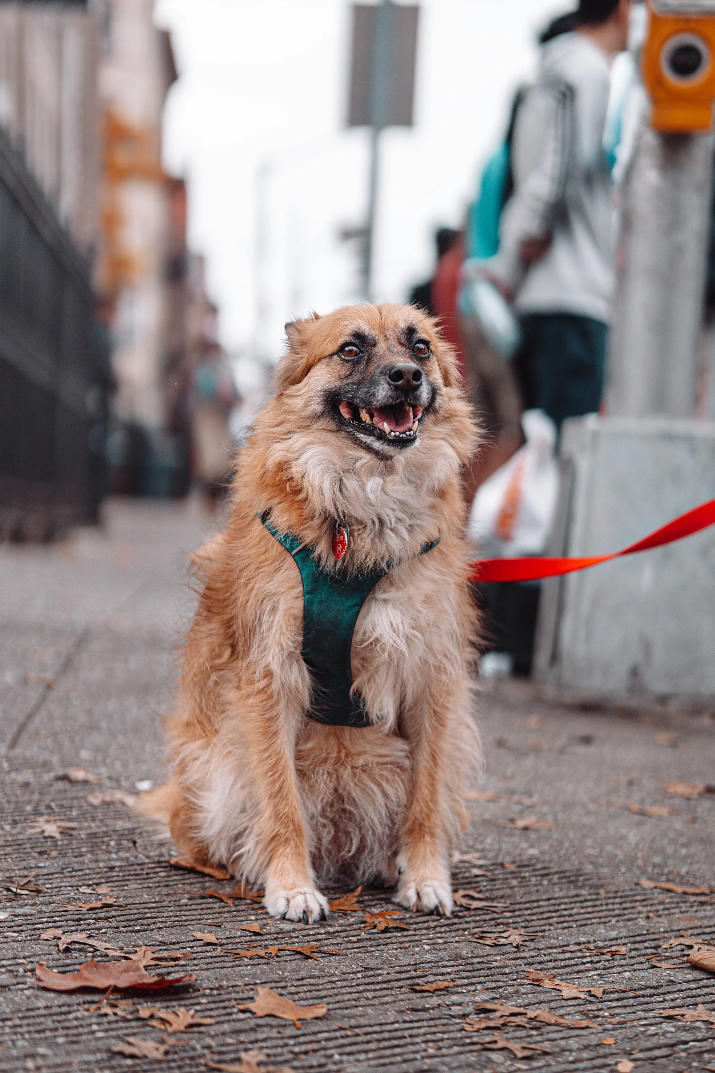 NYC Marathon 2022_02109.JPG