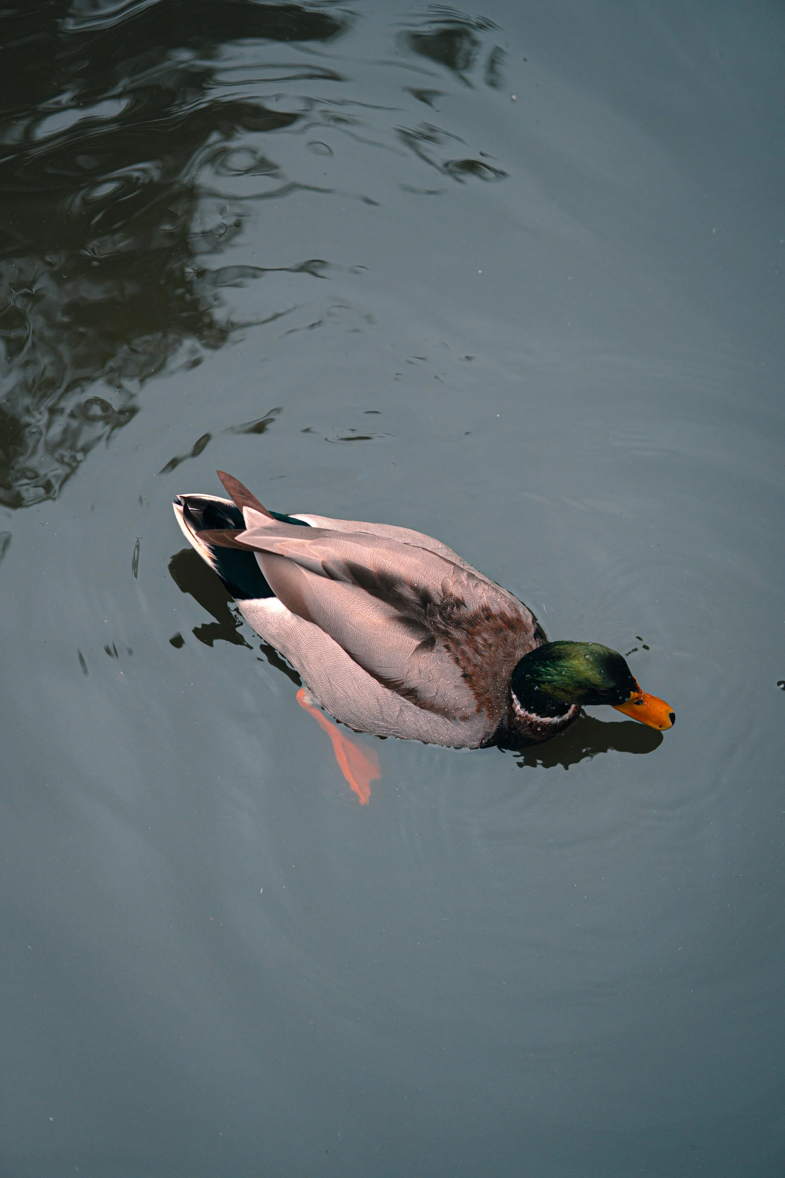 Disneyland 10:15_05042.JPG