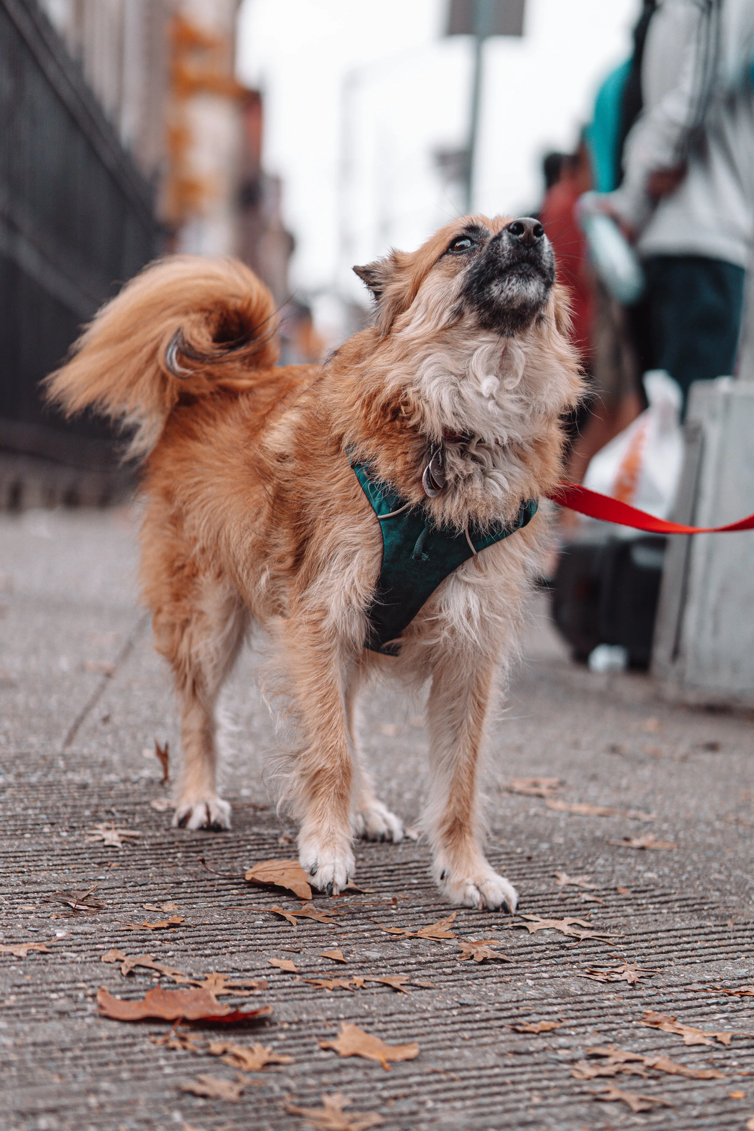 NYC Marathon 2022_02093.JPG