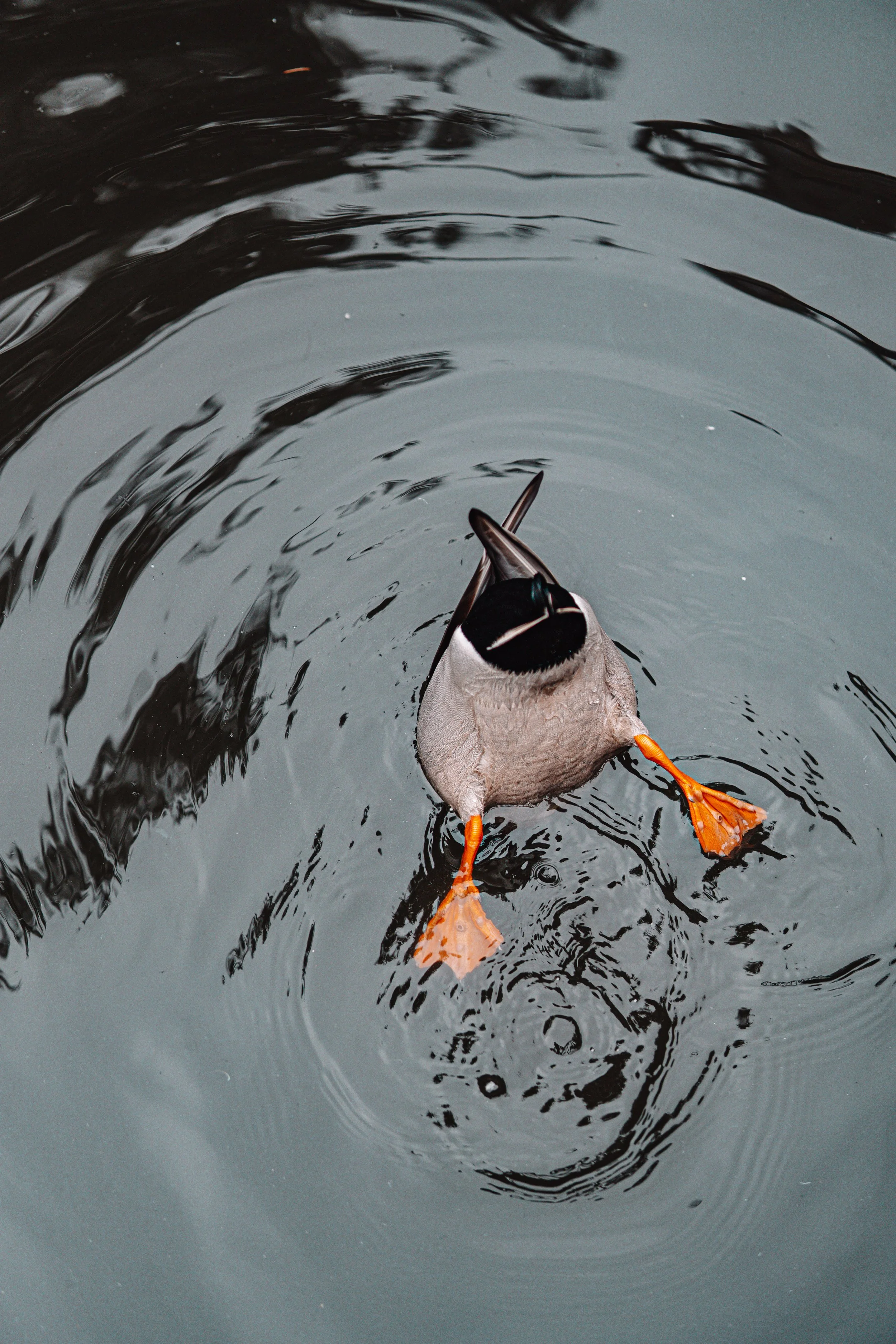 Disneyland 10:15_05047.JPG