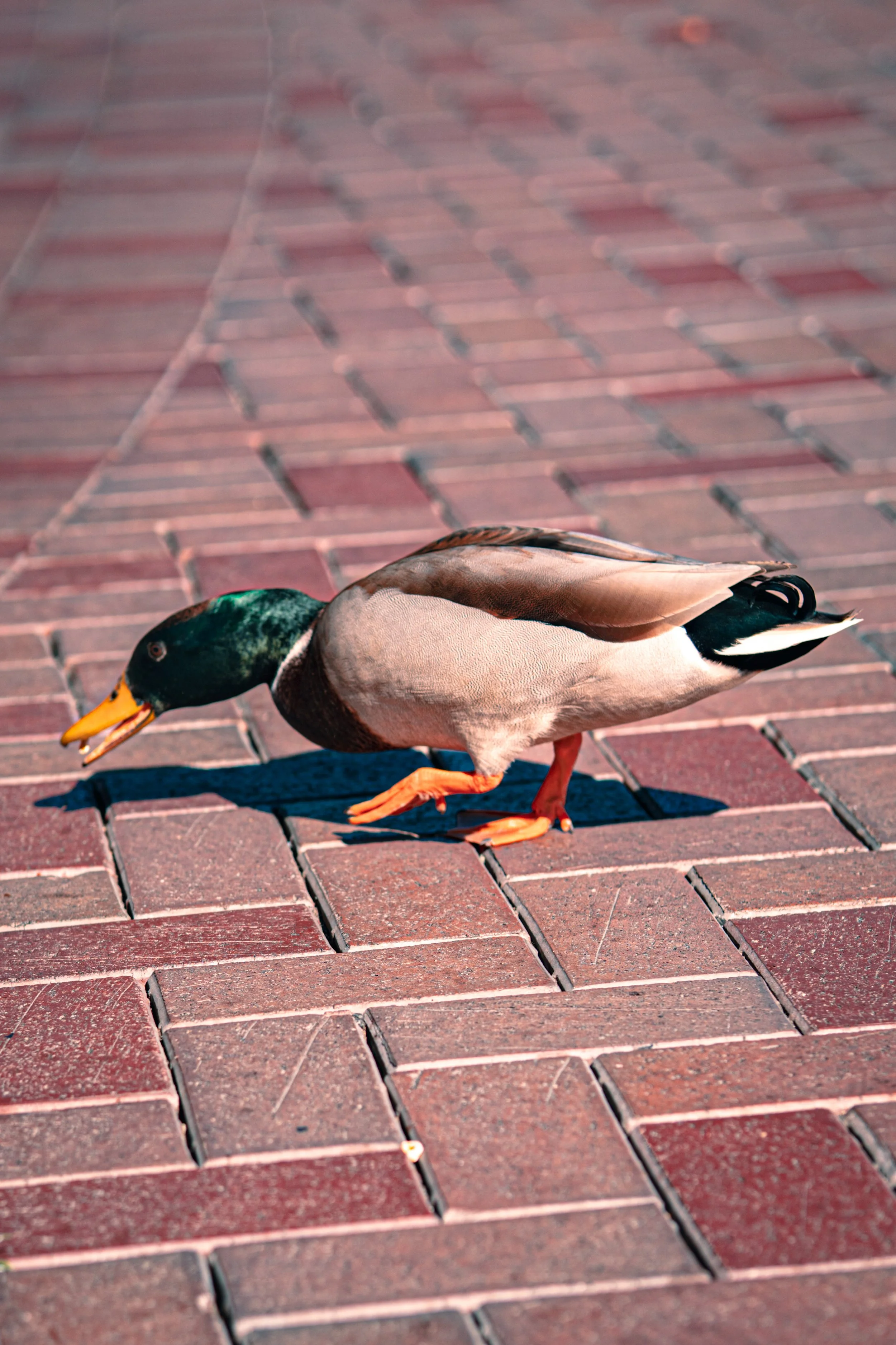 Disneyland 10:21_00242.JPG