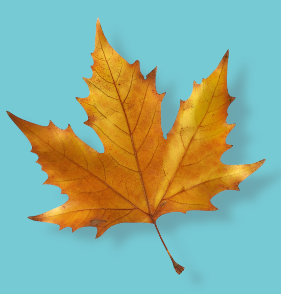 Goodbye Fall