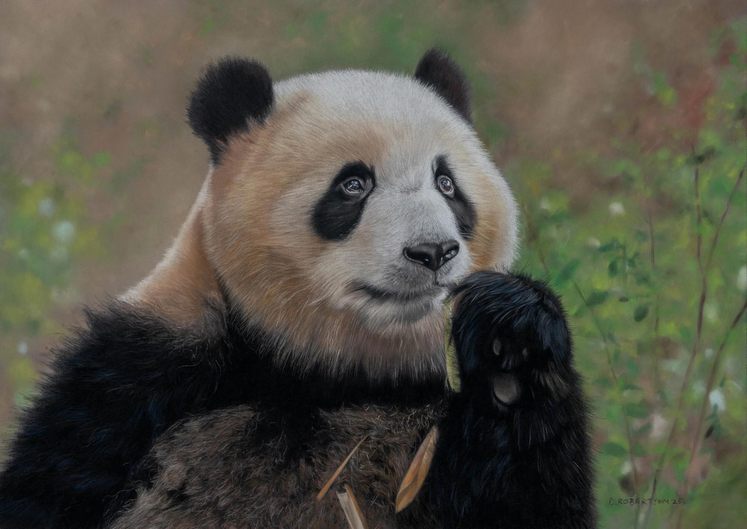 Panda bear 580x400mm Photo coutesy Shutterstock Available