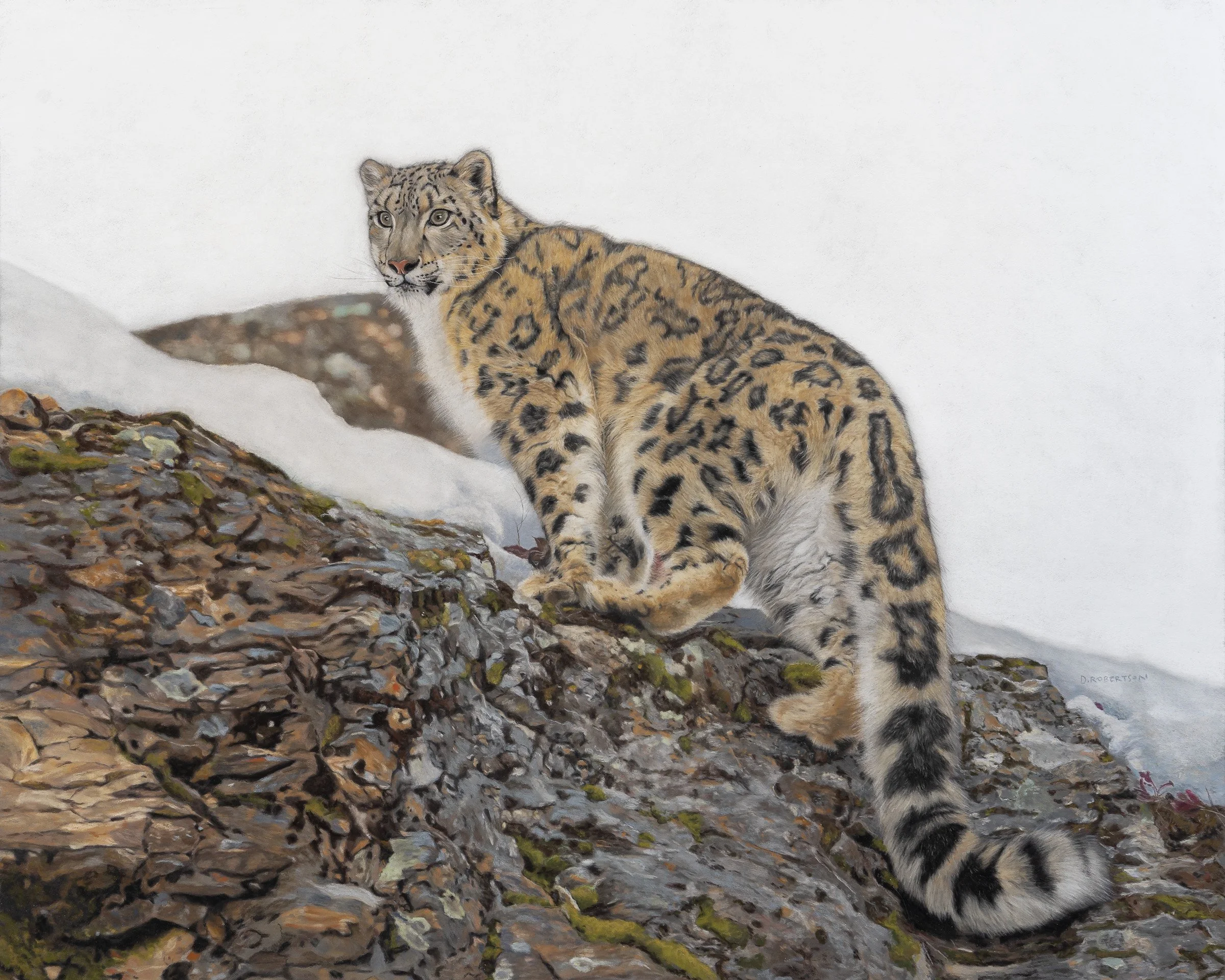 On the prowl Pastel Photo shutterstock Available