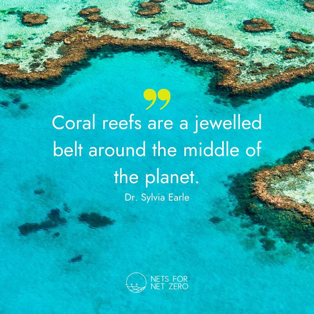 Coral reefs are a jewelled belt around the middle of the planet.
Dr. Sylvia Earle
.
.
.
.
.
#netsfornetzero #ghostfishing #nonprofit #circulareconomy #sustainabilityeducation #fortheplanet #lifecycle #environment #ocean #makingchangesforthebetter #pl