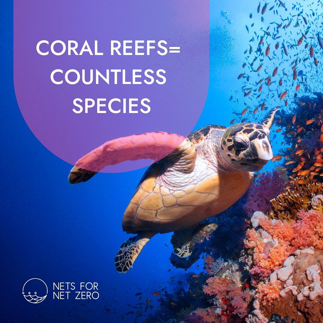 Coral reefs are one of the most biodiverse ecosystems on Earth. In fact, coral reefs are like underwater megacities. Scientists estimate that over a 800,000 species call reefs home, but it is hard to know exactly since 91% of marine species remain un