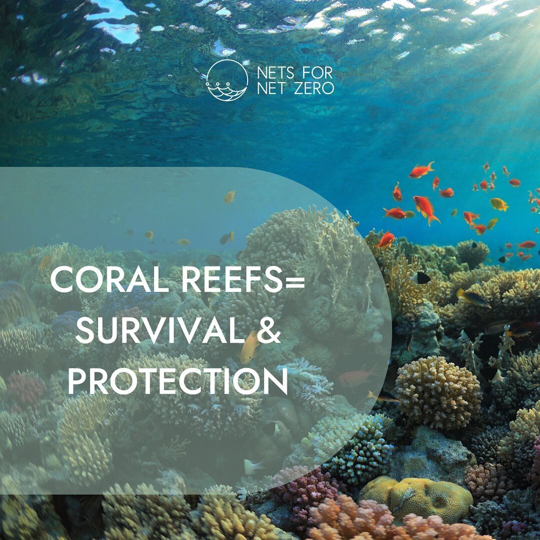 The importance of coral reefs to the health of the ocean cannot be overstated. Corals are a foundation species supporting a million or more other species. Many species are entirely dependent on coral reefs for survival, as they are their sole source 