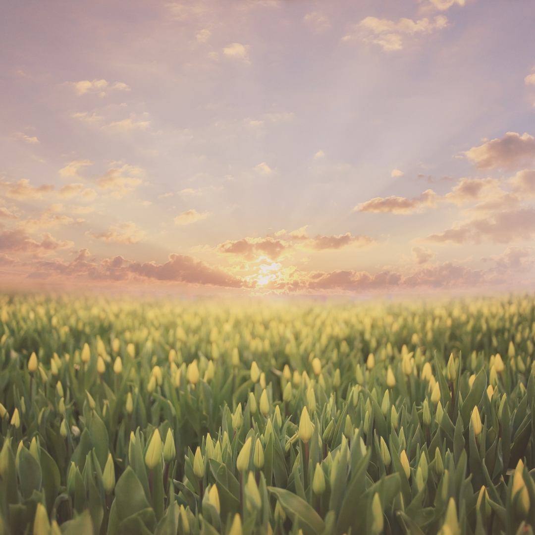 Perimenopause & Menopause