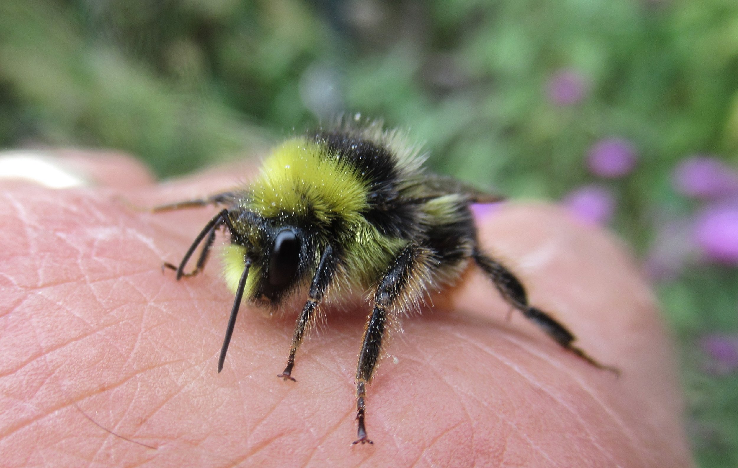 4.7.26 Bumblebee Buzz!
