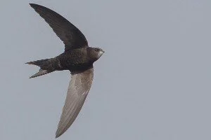 Swift walk around Minchinhampton