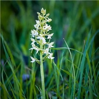 Orchids of Edge Common