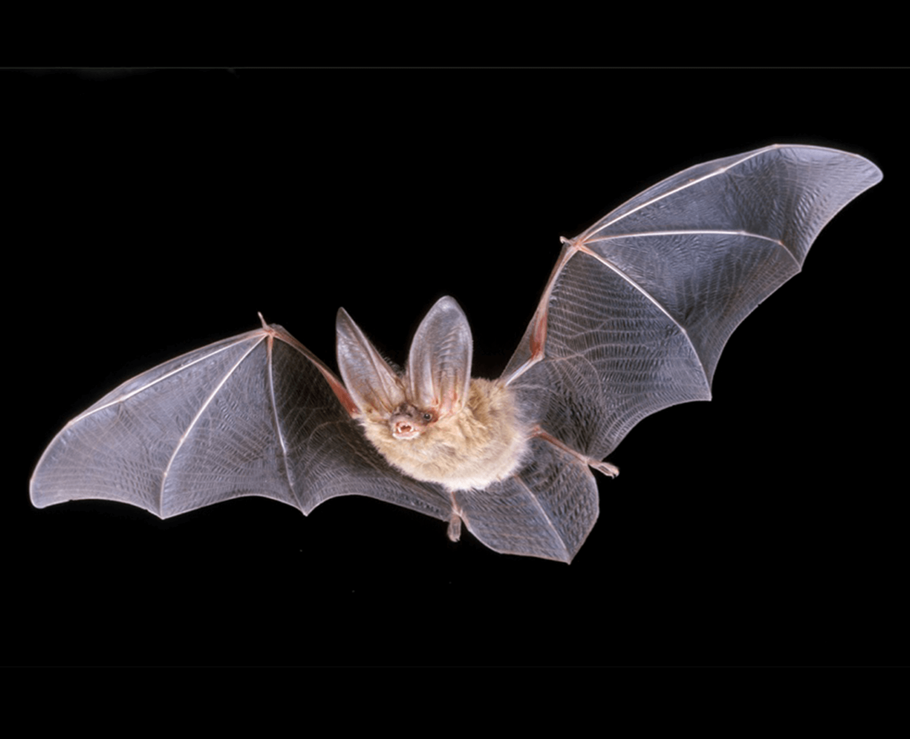 August Bat Walk